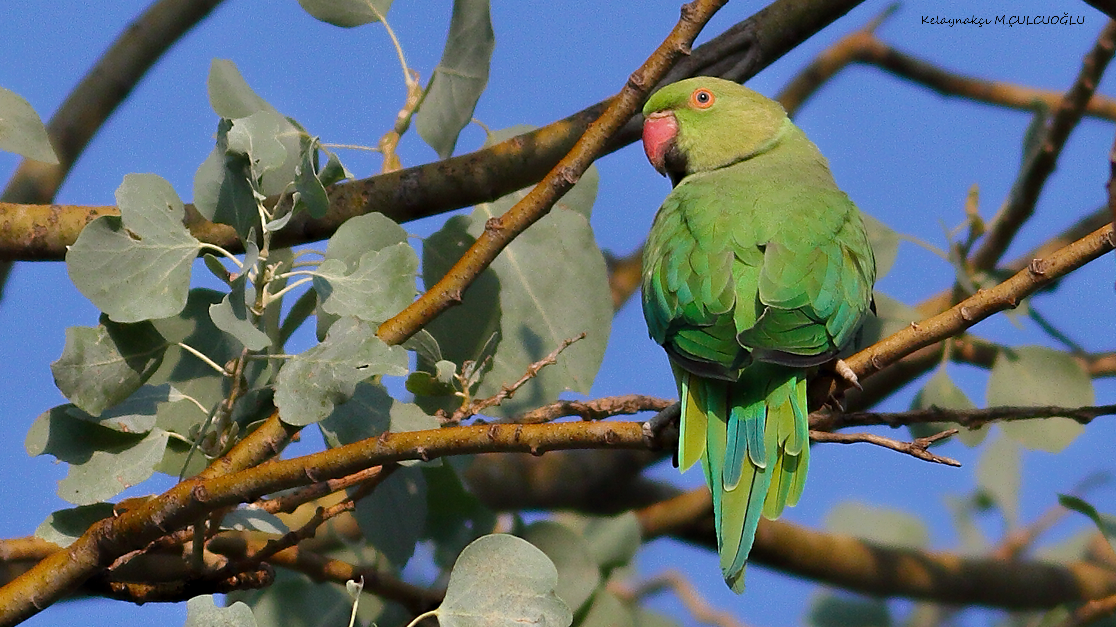 Rose-ringed Parakeet